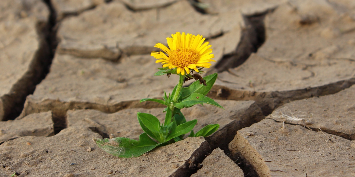 dry soil